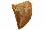Serrated, Juvenile Carcharodontosaurus Tooth #233077-1